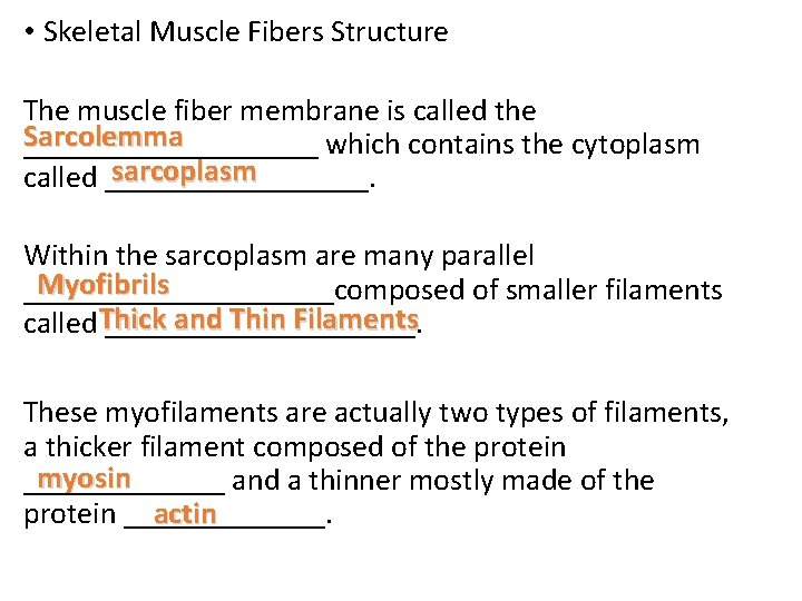  • Skeletal Muscle Fibers Structure The muscle fiber membrane is called the Sarcolemma