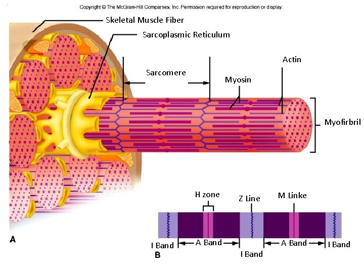 Skeletal Muscle Fiber Sarcoplasmic Reticulum Actin Sarcomere Myosin Myofirbril H zone I Band Z