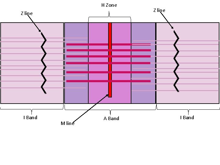 H Zone Z line I Band M line A Band Z line I Band