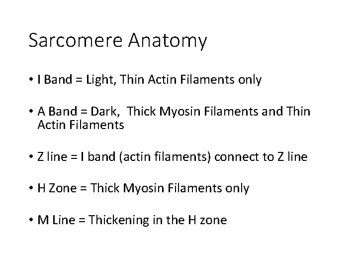 Sarcomere Anatomy • I Band = Light, Thin Actin Filaments only • A Band