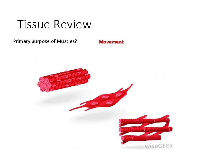 Tissue Review Primary purpose of Muscles? Movement 