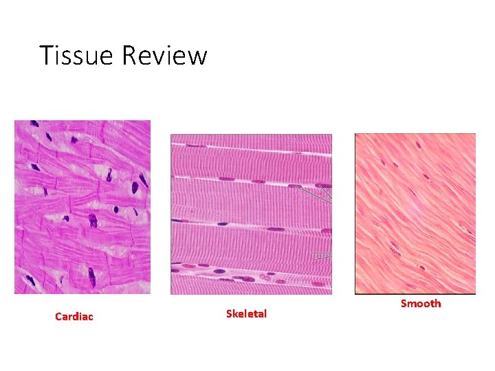 Tissue Review Cardiac Skeletal Smooth 