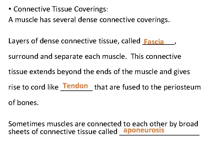  • Connective Tissue Coverings: A muscle has several dense connective coverings. Layers of