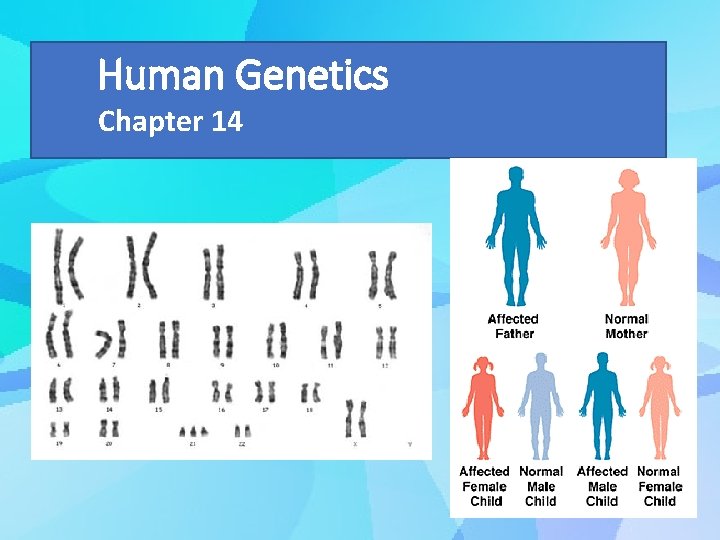 Human Genetics Chapter 14 