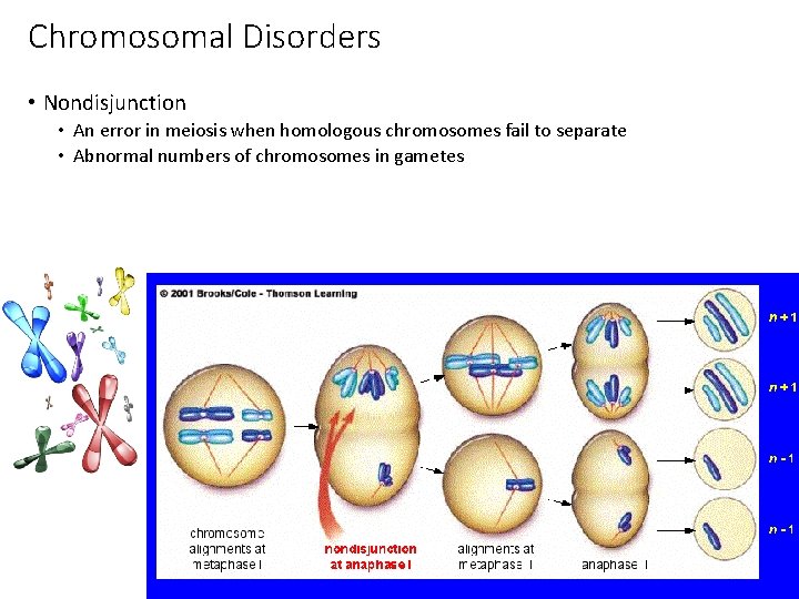 Chromosomal Disorders • Nondisjunction • An error in meiosis when homologous chromosomes fail to