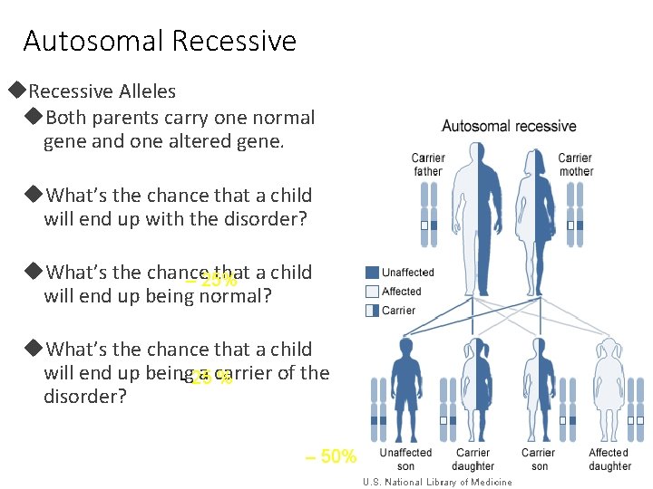 Autosomal Recessive Alleles Both parents carry one normal gene and one altered gene. What’s