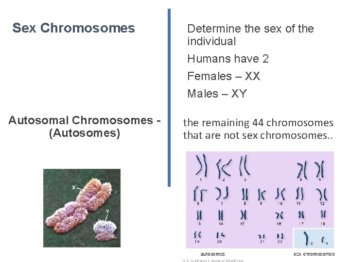 Sex Chromosomes Autosomal Chromosomes (Autosomes) Determine the sex of the individual Humans have 2