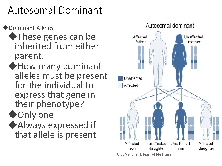 Autosomal Dominant Alleles These genes can be inherited from either parent. How many dominant