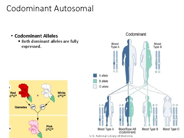 Codominant Autosomal • Codominant Alleles • Both dominant alleles are fully expressed. 