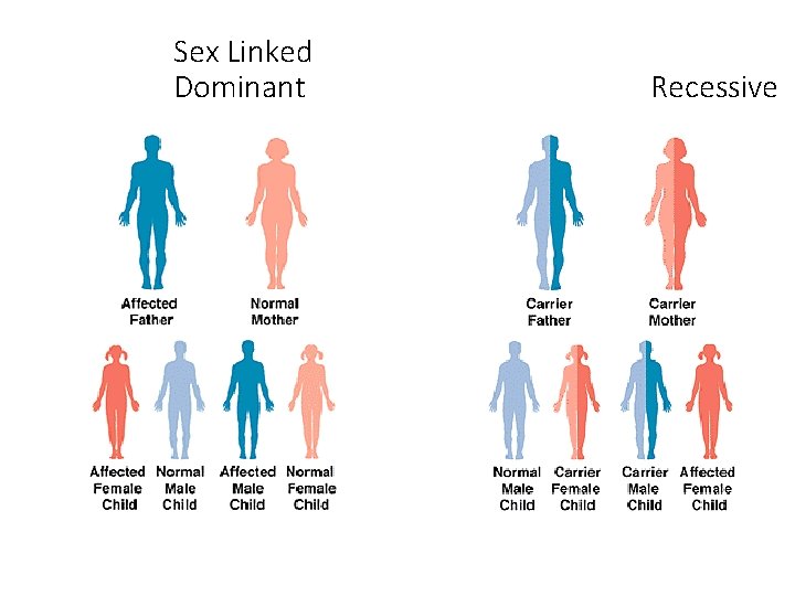 Sex Linked Dominant Recessive 