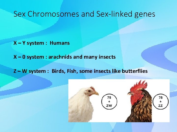 Sex Chromosomes and Sex-linked genes X – Y system : Humans X – 0