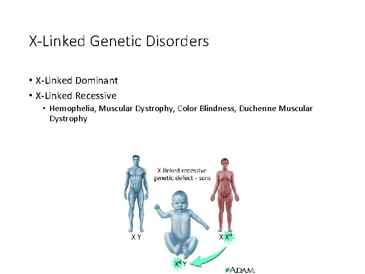 X-Linked Genetic Disorders • X-Linked Dominant • X-Linked Recessive • Hemophelia, Muscular Dystrophy, Color