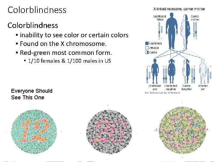 Colorblindness • inability to see color or certain colors • Found on the X