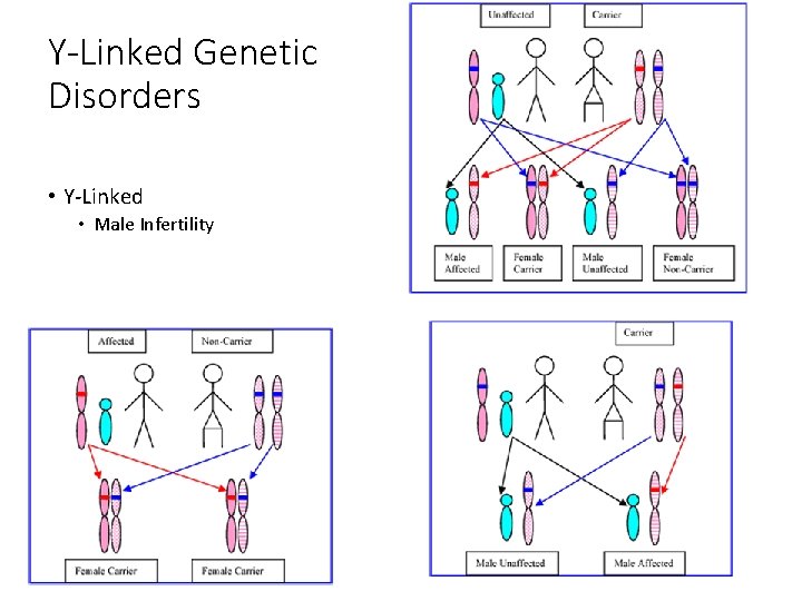 Y-Linked Genetic Disorders • Y-Linked • Male Infertility 