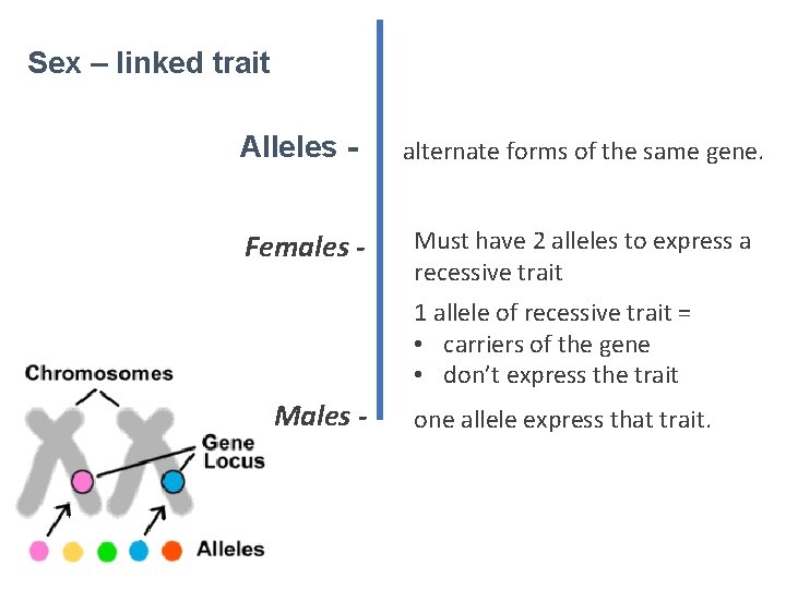 Sex – linked trait Alleles - alternate forms of the same gene. Females -