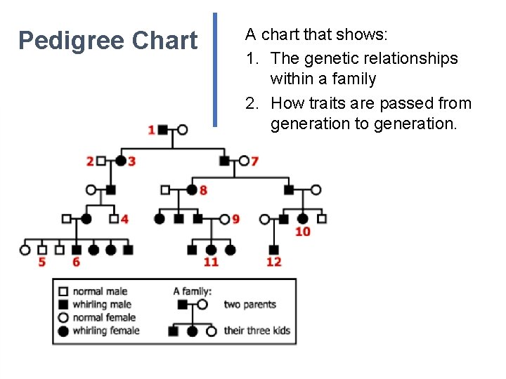 Pedigree Chart A chart that shows: 1. The genetic relationships within a family 2.