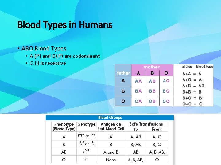 Blood Types in Humans • ABO Blood Types • A (IA) and B (IB)