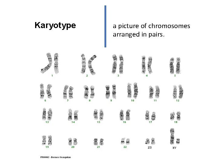 Karyotype a picture of chromosomes arranged in pairs. 