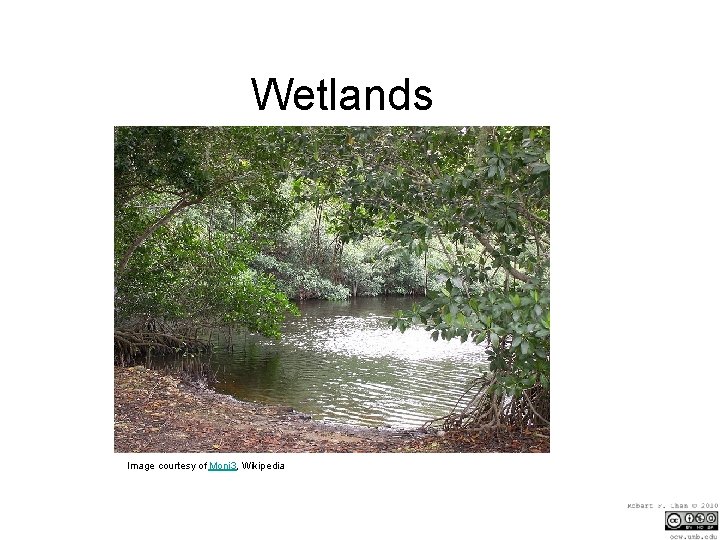 Wetlands Image courtesy of Moni 3, Wikipedia 