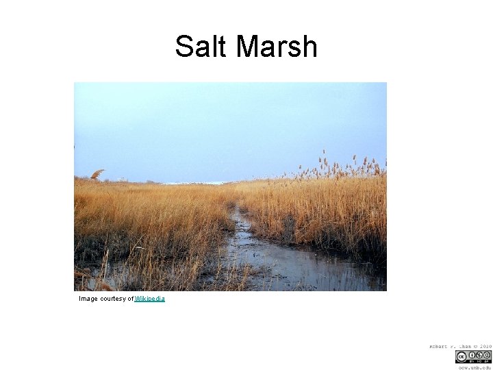 Salt Marsh Image courtesy of Wikipedia 