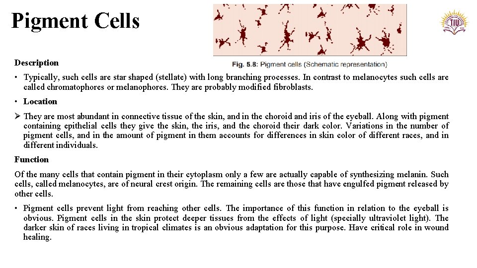 Pigment Cells Description • Typically, such cells are star shaped (stellate) with long branching