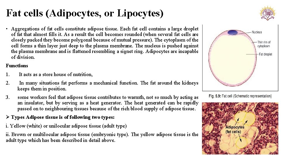 Fat cells (Adipocytes, or Lipocytes) • Aggregations of fat cells constitute adipose tissue. Each