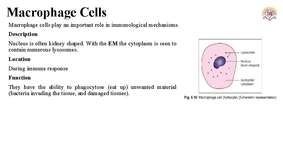 Macrophage Cells Macrophage cells play an important role in immunological mechanisms. Description Nucleus is