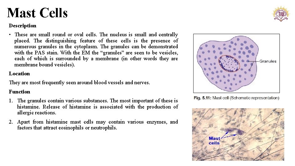 Mast Cells Description • These are small round or oval cells. The nucleus is