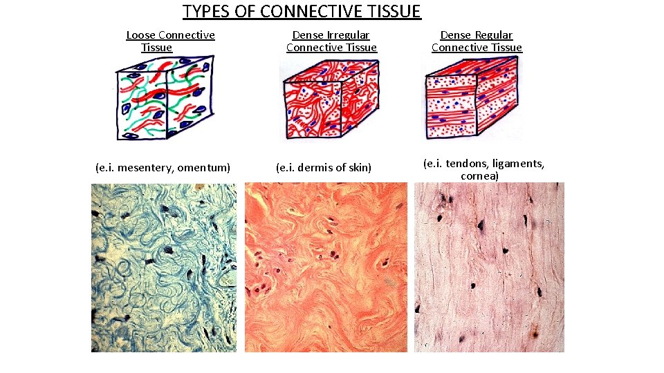 TYPES OF CONNECTIVE TISSUE Loose Connective Tissue (e. i. mesentery, omentum) Dense Irregular Connective