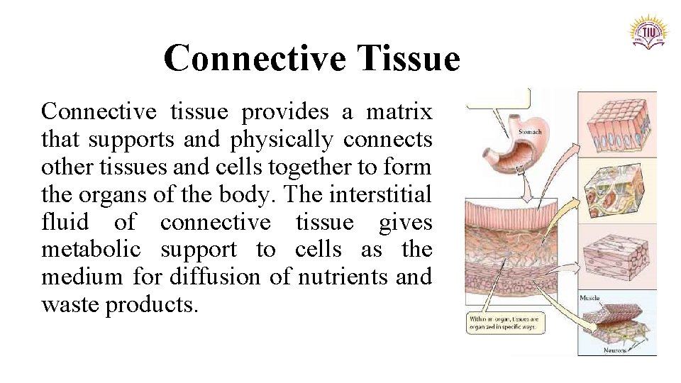 Connective Tissue Connective tissue provides a matrix that supports and physically connects other tissues