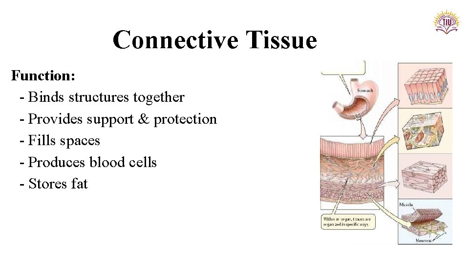 Connective Tissue Function: - Binds structures together - Provides support & protection - Fills