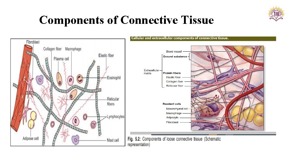 Components of Connective Tissue 