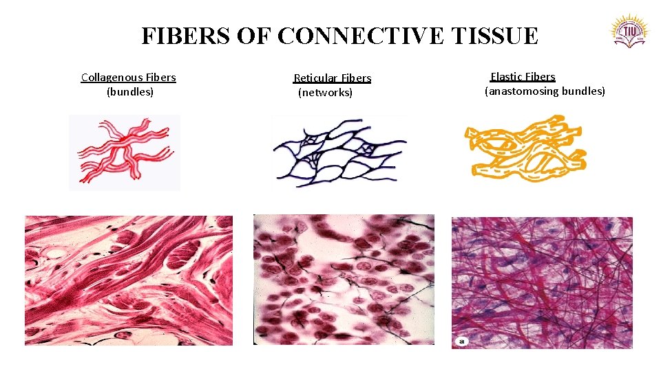FIBERS OF CONNECTIVE TISSUE Collagenous Fibers (bundles) Reticular Fibers (networks) Elastic Fibers (anastomosing bundles)