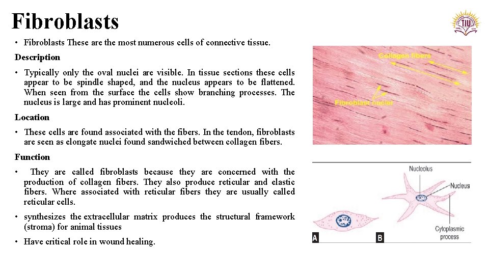 Fibroblasts • Fibroblasts These are the most numerous cells of connective tissue. Description •