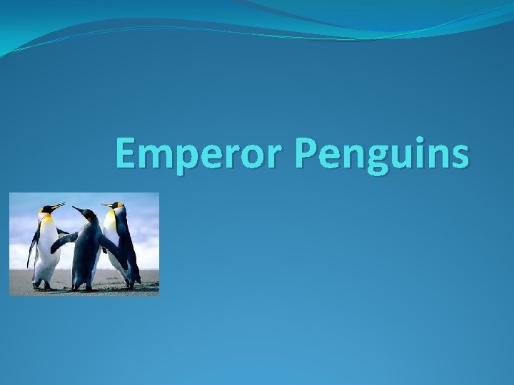 Emperor Penguins 