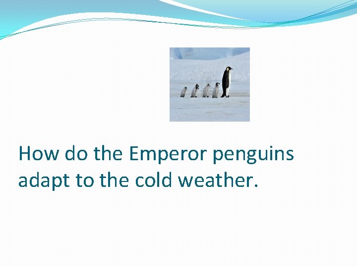 How do the Emperor penguins adapt to the cold weather. 