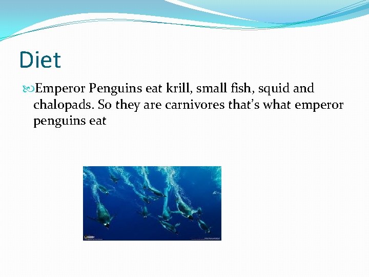 Diet Emperor Penguins eat krill, small fish, squid and chalopads. So they are carnivores