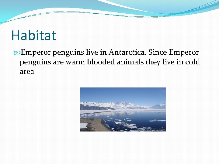 Habitat Emperor penguins live in Antarctica. Since Emperor penguins are warm blooded animals they