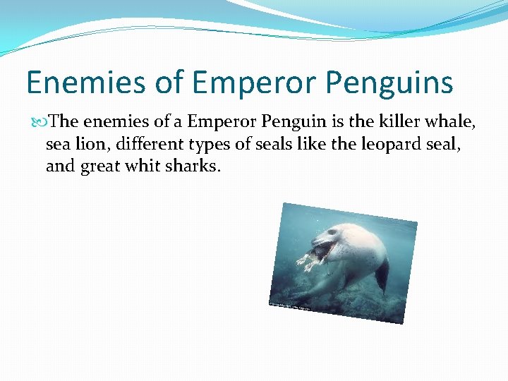 Enemies of Emperor Penguins The enemies of a Emperor Penguin is the killer whale,
