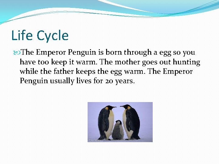 Life Cycle The Emperor Penguin is born through a egg so you have too