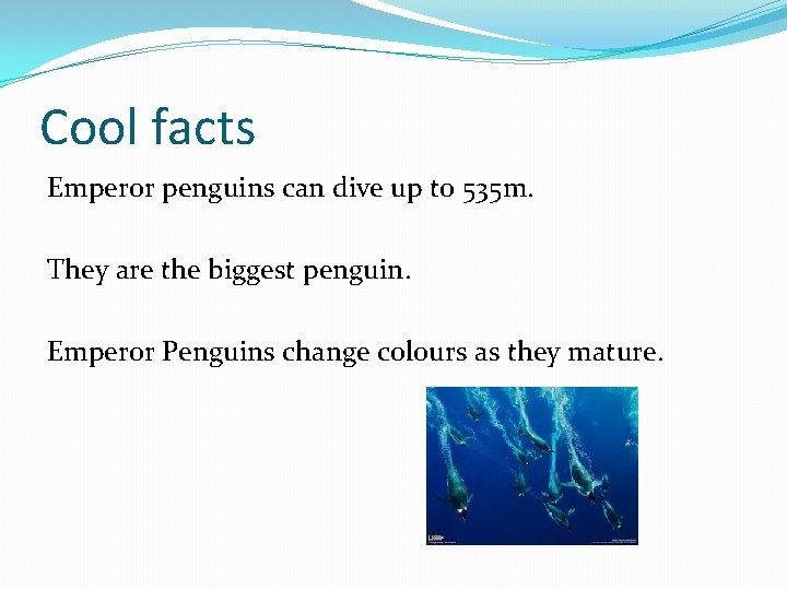 Cool facts Emperor penguins can dive up to 535 m. They are the biggest