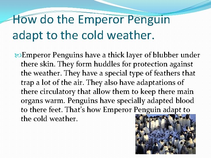 How do the Emperor Penguin adapt to the cold weather. Emperor Penguins have a