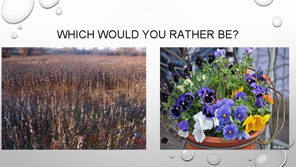 WHICH WOULD YOU RATHER BE? 