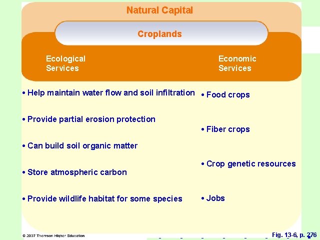 Natural Capital Croplands Ecological Services Economic Services • Help maintain water flow and soil