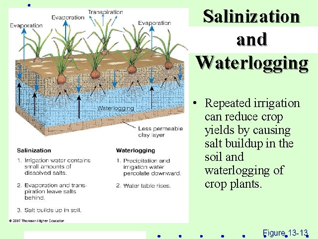 Salinization and Waterlogging • Repeated irrigation can reduce crop yields by causing salt buildup