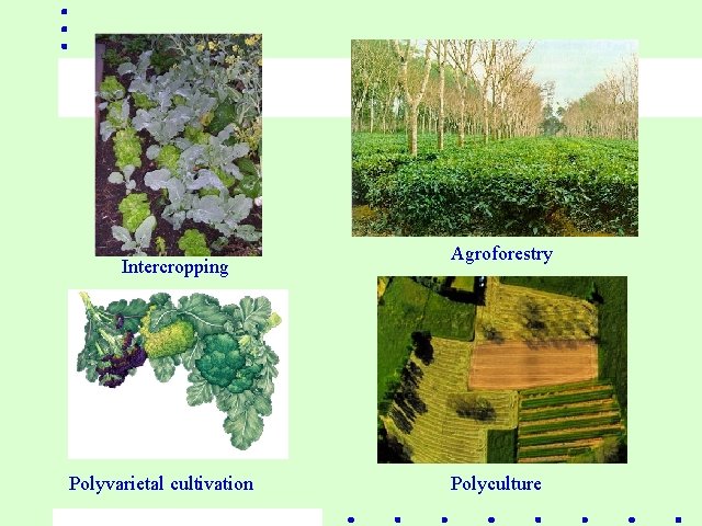 Intercropping Polyvarietal cultivation Agroforestry Polyculture 