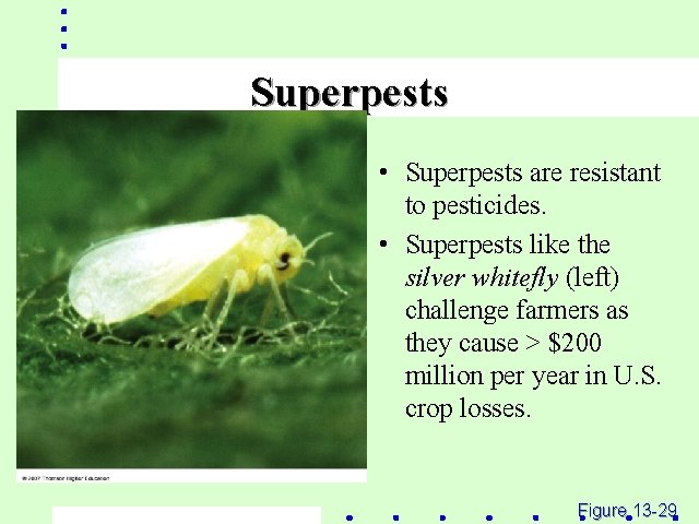 Superpests • Superpests are resistant to pesticides. • Superpests like the silver whitefly (left)