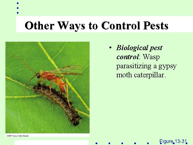 Other Ways to Control Pests • Biological pest control: Wasp parasitizing a gypsy moth