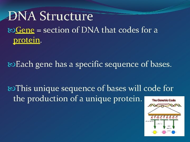 DNA Structure Gene = section of DNA that codes for a protein. Each gene