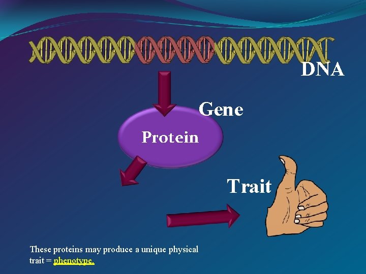 DNA Gene Protein Trait These proteins may produce a unique physical trait = phenotype.